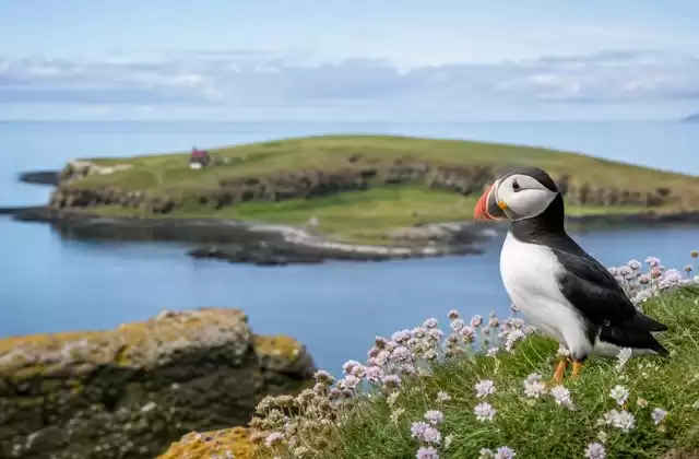 Isla de Vigur y frailecillos